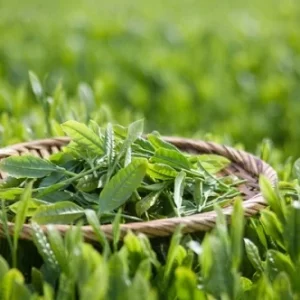 Lá trà xanh hữu cơ – Bó 2kg