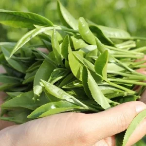 Lá trà xanh hữu cơ – Bó 1kg
