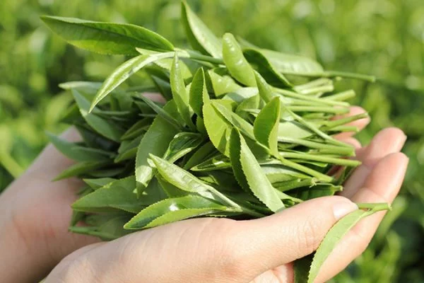 Trà đinh loại 1 hộp tre ép 500g - Image 4