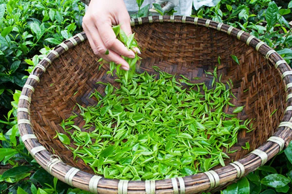 Trà đinh loại 1 hộp tre ép 500g - Image 3